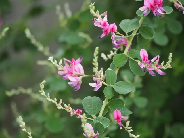 萩の花