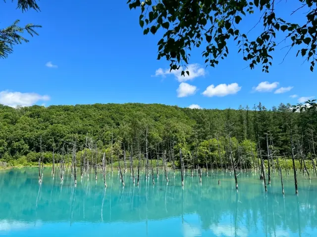 北海道美瑛の白金青い池