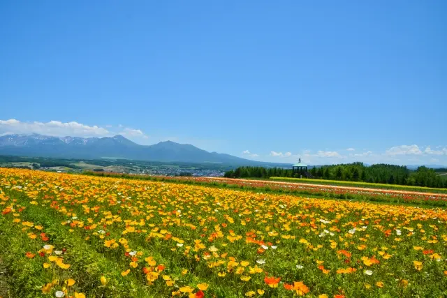 北海道美瑛ぜるぶの丘