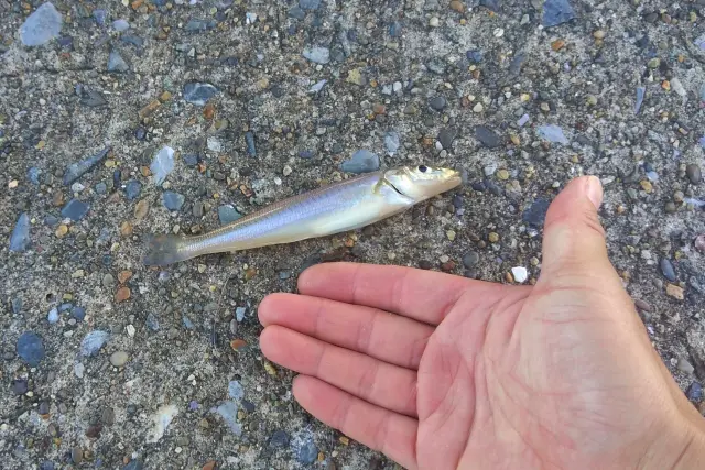 海で釣った魚