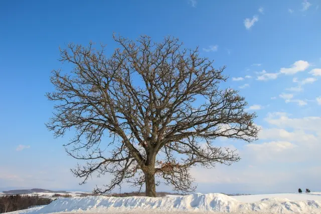 北海道 美瑛 セブンスターの木