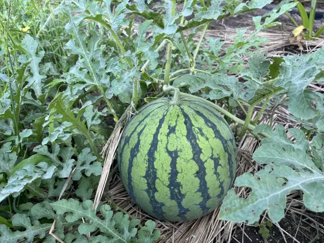 成長途中のスイカ