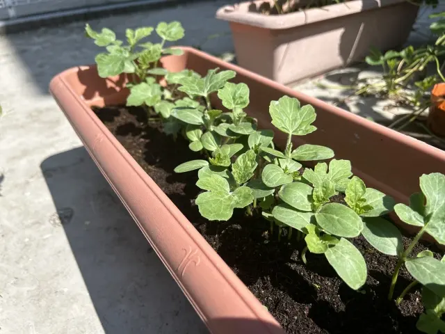 プランターに植えたスイカの苗