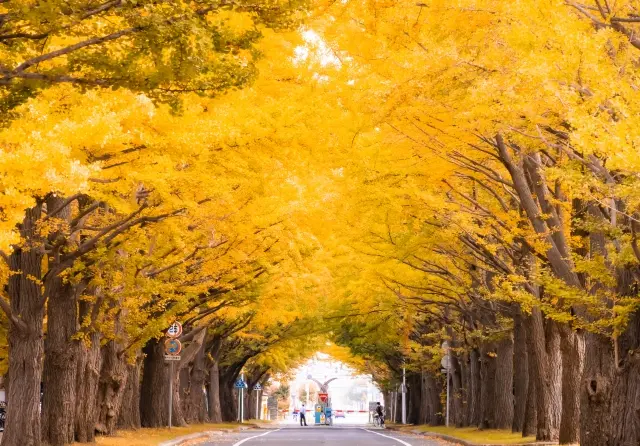 北海道大学のイチョウ並木