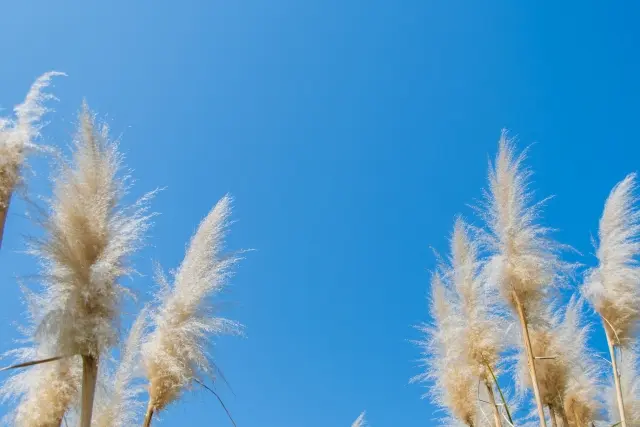 パンパスグラスと青空