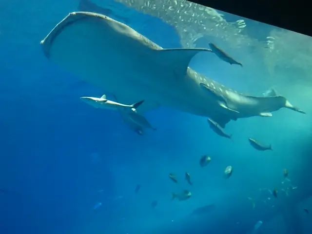 美ら海水族館のジンベイザメ