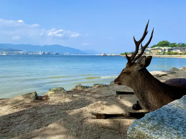 広島 宮島の鹿