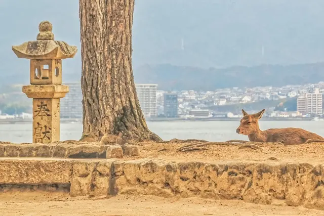 広島 宮島の鹿