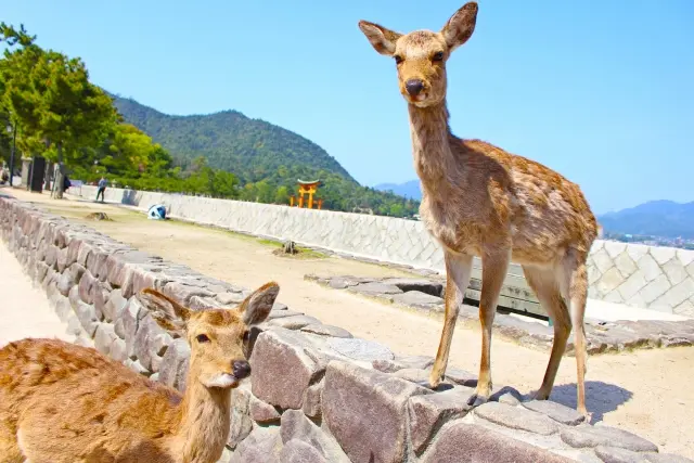 広島 宮島の鹿