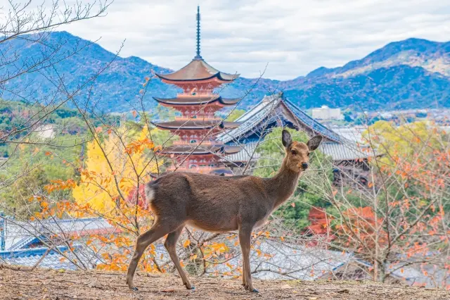 広島 宮島の鹿