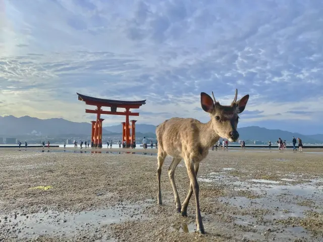 宮島の鹿と大鳥居